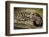Ball Python-Joe McDonald-Framed Photographic Print