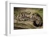 Ball Python-Joe McDonald-Framed Photographic Print