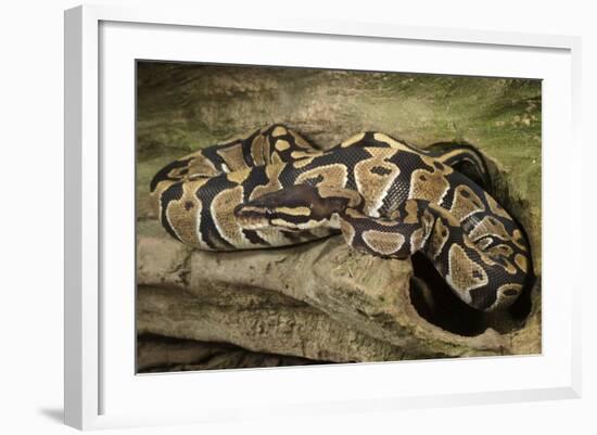 Ball Python-Joe McDonald-Framed Photographic Print
