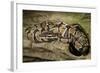 Ball Python-Joe McDonald-Framed Photographic Print