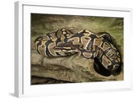 Ball Python-Joe McDonald-Framed Photographic Print