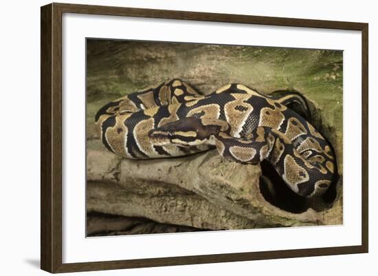 Ball Python-Joe McDonald-Framed Photographic Print