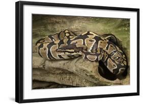 Ball Python-Joe McDonald-Framed Photographic Print