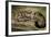 Ball Python-Joe McDonald-Framed Photographic Print