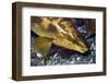 Ballan Wrasse (Labrus Bergylta), Porthkerris Cove, Cornwall, England, UK, June-Linda Pitkin-Framed Premium Photographic Print