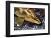 Ballan Wrasse (Labrus Bergylta), Porthkerris Cove, Cornwall, England, UK, June-Linda Pitkin-Framed Premium Photographic Print