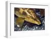 Ballan Wrasse (Labrus Bergylta), Porthkerris Cove, Cornwall, England, UK, June-Linda Pitkin-Framed Premium Photographic Print