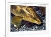 Ballan Wrasse (Labrus Bergylta), Porthkerris Cove, Cornwall, England, UK, June-Linda Pitkin-Framed Photographic Print