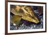 Ballan Wrasse (Labrus Bergylta), Porthkerris Cove, Cornwall, England, UK, June-Linda Pitkin-Framed Photographic Print