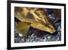 Ballan Wrasse (Labrus Bergylta), Porthkerris Cove, Cornwall, England, UK, June-Linda Pitkin-Framed Photographic Print