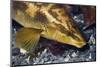 Ballan Wrasse (Labrus Bergylta), Porthkerris Cove, Cornwall, England, UK, June-Linda Pitkin-Mounted Photographic Print