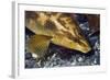 Ballan Wrasse (Labrus Bergylta), Porthkerris Cove, Cornwall, England, UK, June-Linda Pitkin-Framed Photographic Print