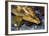 Ballan Wrasse (Labrus Bergylta), Porthkerris Cove, Cornwall, England, UK, June-Linda Pitkin-Framed Photographic Print