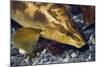 Ballan Wrasse (Labrus Bergylta), Porthkerris Cove, Cornwall, England, UK, June-Linda Pitkin-Mounted Photographic Print