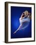 Ballerina Dancing-Dennis Degnan-Framed Photographic Print