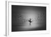 Ballerina Flight Of Birds-Mark Biwit-Framed Giclee Print