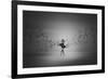 Ballerina Flight Of Birds-Mark Biwit-Framed Giclee Print