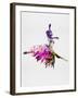 Ballerina on Stage Watercolor 4-Irina March-Framed Art Print