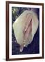 Ballerina-Sabine Rosch-Framed Photographic Print