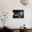 Ballerinas During Rehearsal For "Swan Lake" at Grand Opera de Paris-Alfred Eisenstaedt-Photographic Print displayed on a wall