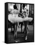 Ballerinas Practicing at Paris Opera Ballet School-Alfred Eisenstaedt-Framed Stretched Canvas