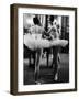 Ballerinas Practicing at Paris Opera Ballet School-Alfred Eisenstaedt-Framed Premium Photographic Print