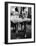 Ballerinas Practicing at Paris Opera Ballet School-Alfred Eisenstaedt-Framed Premium Photographic Print