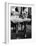 Ballerinas Practicing at Paris Opera Ballet School-Alfred Eisenstaedt-Framed Premium Photographic Print