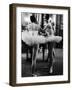 Ballerinas Practicing at Paris Opera Ballet School-Alfred Eisenstaedt-Framed Photographic Print