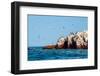 Ballestas Islands, Paracas National Reserve. the Very First Marine Conservation Center in Peru, Ref-Ksenia Ragozina-Framed Photographic Print