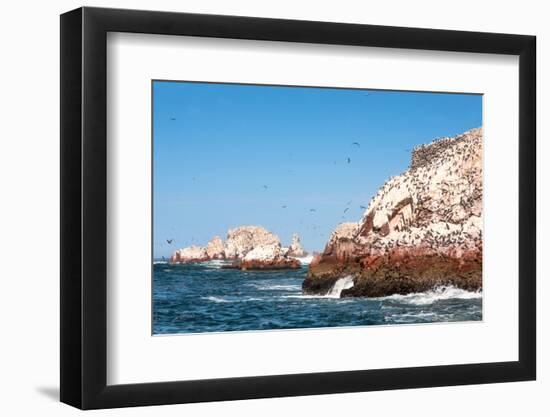 Ballestas Islands, Paracas National Reserve. the Very First Marine Conservation Center in Peru, Ref-Ksenia Ragozina-Framed Photographic Print