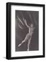 Ballet Dancer-null-Framed Photographic Print