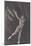 Ballet Dancer-null-Mounted Photographic Print