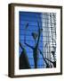 Ballet Sculpture, 16th Street Mall, Denver, Colorado, USA-Jean Brooks-Framed Photographic Print