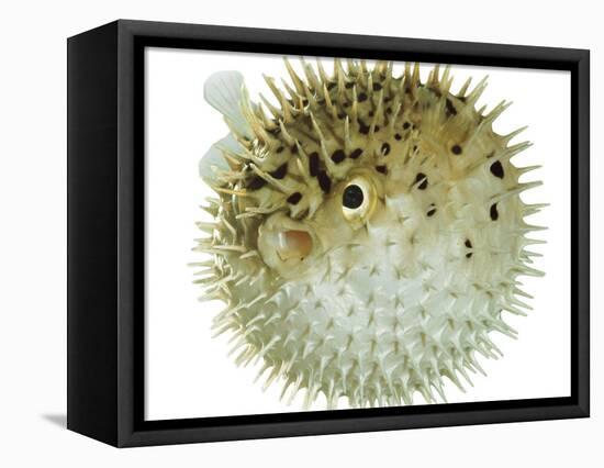 Balloon Fish, Inflated in Self-Defence-Jane Burton-Framed Stretched Canvas