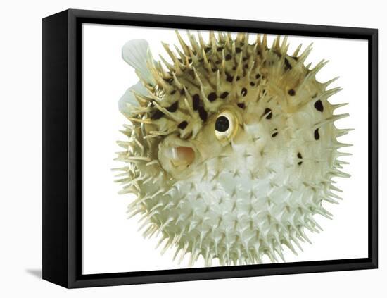 Balloon Fish, Inflated in Self-Defence-Jane Burton-Framed Stretched Canvas