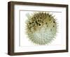 Balloon Fish, Inflated in Self-Defence-Jane Burton-Framed Premium Photographic Print