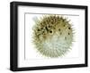 Balloon Fish, Inflated in Self-Defence-Jane Burton-Framed Premium Photographic Print