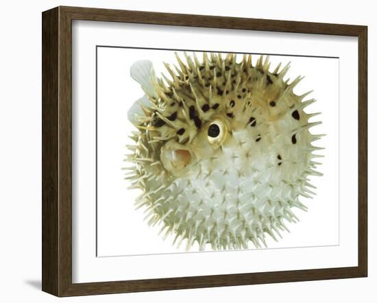 Balloon Fish, Inflated in Self-Defence-Jane Burton-Framed Photographic Print