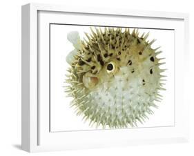 Balloon Fish, Inflated in Self-Defence-Jane Burton-Framed Photographic Print