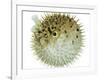 Balloon Fish, Inflated in Self-Defence-Jane Burton-Framed Photographic Print