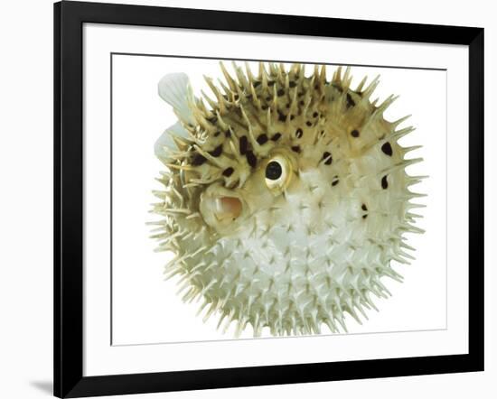 Balloon Fish, Inflated in Self-Defence-Jane Burton-Framed Photographic Print