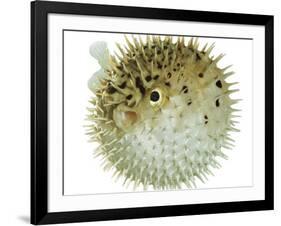 Balloon Fish, Inflated in Self-Defence-Jane Burton-Framed Photographic Print