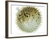 Balloon Fish, Inflated in Self-Defence-Jane Burton-Framed Photographic Print