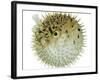 Balloon Fish, Inflated in Self-Defence-Jane Burton-Framed Photographic Print