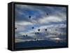 Balloons Soaring About Sandia Mountains During Albuquerque Balloon Fiesta-James Shive-Framed Stretched Canvas