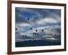 Balloons Soaring About Sandia Mountains During Albuquerque Balloon Fiesta-James Shive-Framed Photographic Print