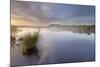 Ballynahone Bog at Dawn, County Antrim, Northern Ireland, UK, June 2011-Ben Hall-Mounted Photographic Print