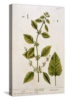 Balm, Plate 27 from A Curious Herbal, Published 1782-Elizabeth Blackwell-Stretched Canvas