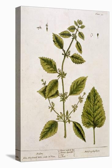 Balm, Plate 27 from A Curious Herbal, Published 1782-Elizabeth Blackwell-Stretched Canvas